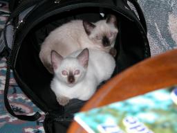 new kittens 3